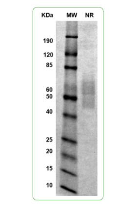 MW: Molecular Weight marker reduced condition
NR: TIGIT dimer under non-reducing condition